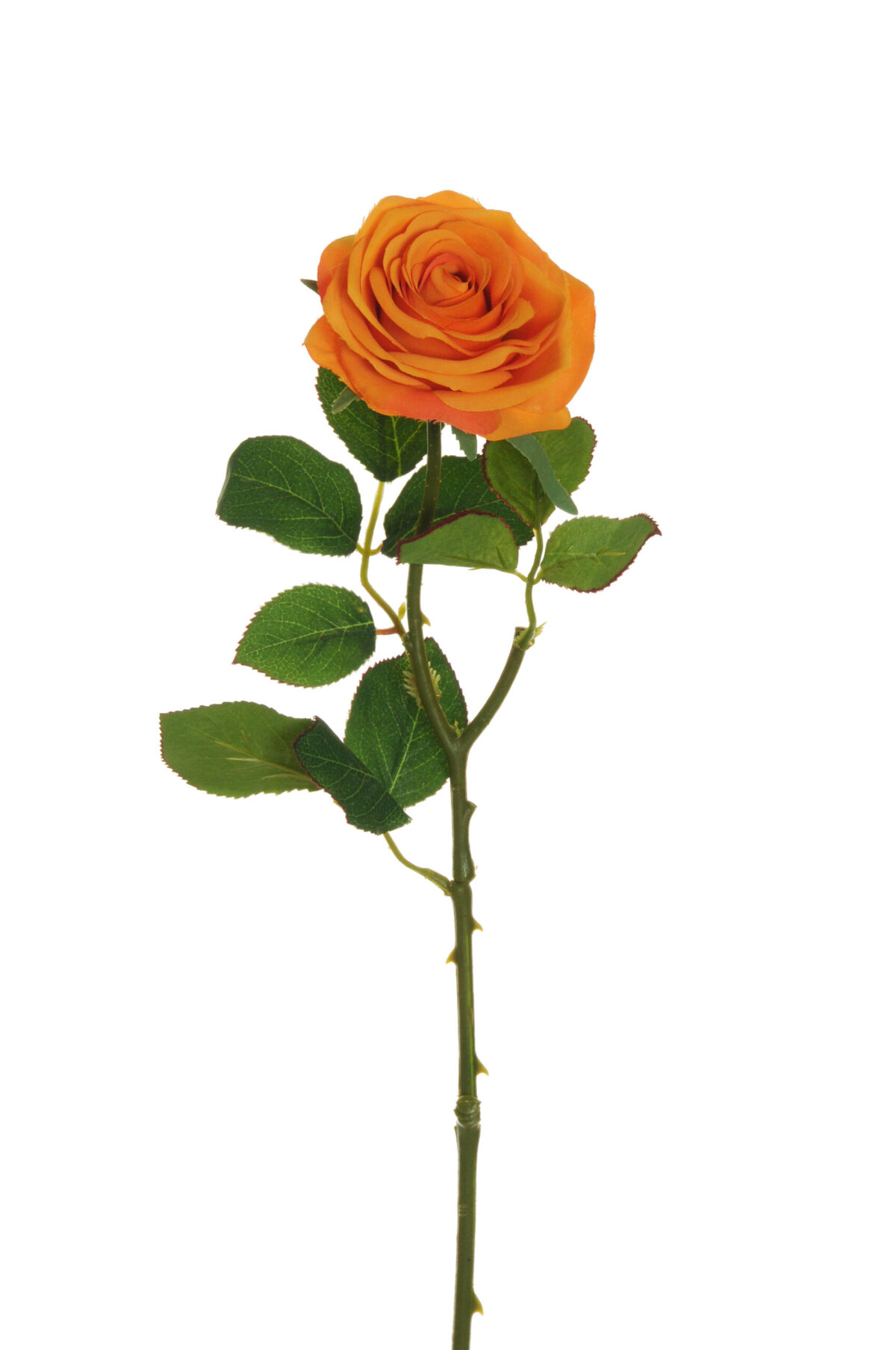 Rosa dell'Ecuador