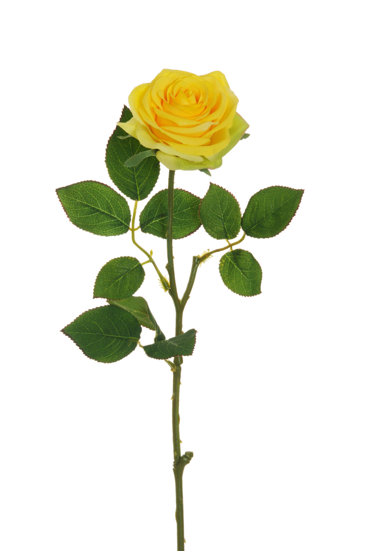 Rosa dell'Ecuador