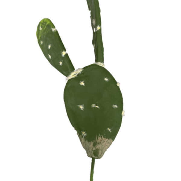 Pala di fico d'india - cactus con 2 ramificazioni 38 cm