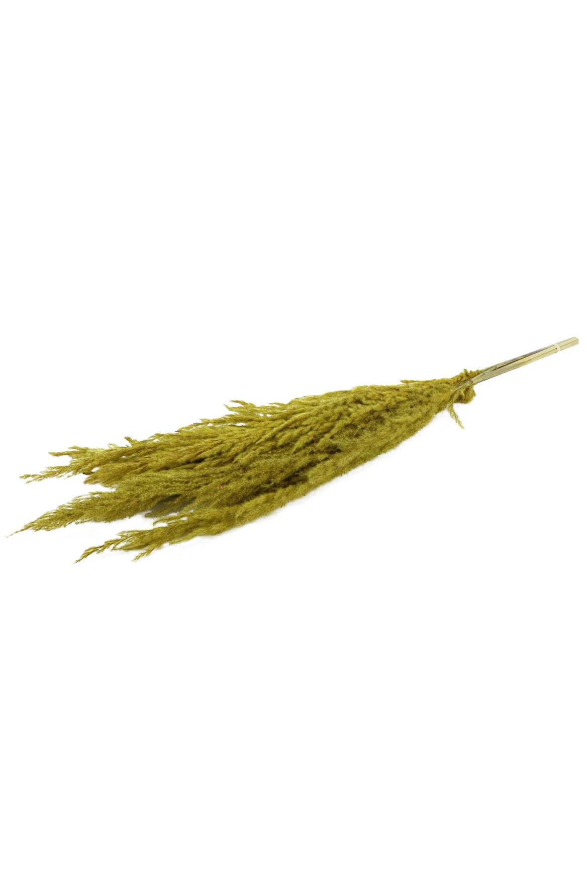 Set 8 Steli di Pampas Grass di colore giallo h. 120 cm