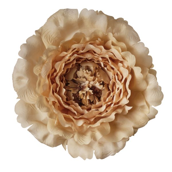 Testa di Peonia artificiale gigante dotata di anello beige per eventi e vetrine XXL 45 x 45 x 18 cm